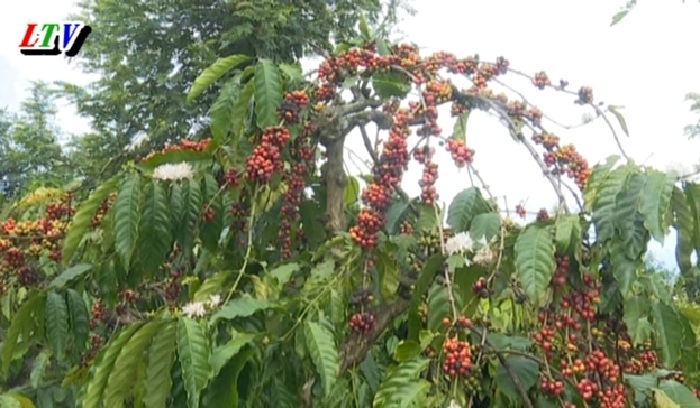 Niên vụ Cà phê 2020 - 2021 nông dân thu hoạch với nhiều khó khăn