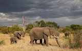 Các quần thể động vật hoang dã giảm hơn 75% trong 50 năm