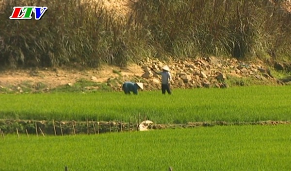 Nông dân xã Buôn Triết tập trung chăm sóc vụ lúa Đông Xuân 2020 – 2021