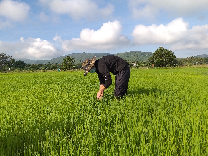 Huyện Lắk chủ động phòng trừ sâu bệnh hại trên lúa vụ Hè thu