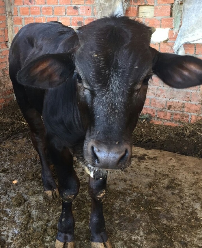 Nâng cao tầm vóc, giá trị sản lượng đàn bò bằng phương pháp thụ tinh nhân tạo trên địa bàn huyện