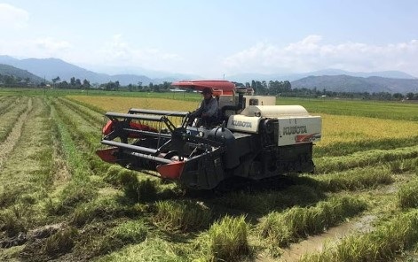 Huyện Lắk đẩy nhanh tiến độ thu hoạch lúa Đông xuân