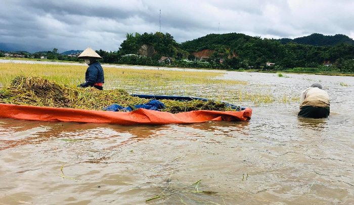 Người dân huyện Lắk tranh thủ thu hoạch lúa chín non để chạy lũ